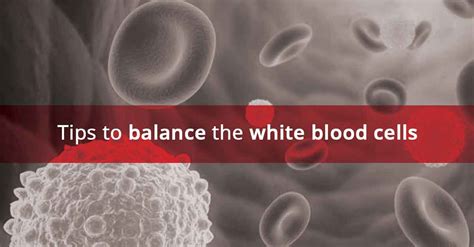 How To Increase White Blood Cells