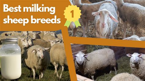 Milking Sheep Breeds Which One Is Right For You Youtube
