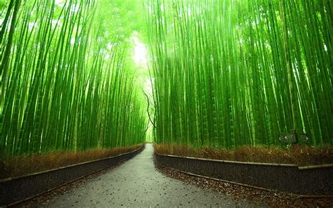 Bamboo Chinese Bamboo Forest Hd Wallpaper Peakpx