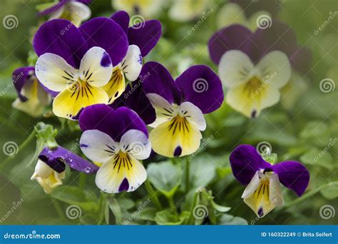 Robust And Blooming Garden Pansy With Purple And White Petals Hybrid