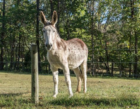 10 Types Of Donkey Breeds With Pictures Pet Keen