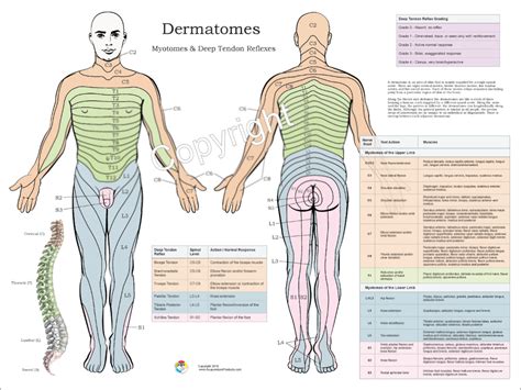 Image Result For Dermatomes And Myotomes Spinal Nerve Emergency