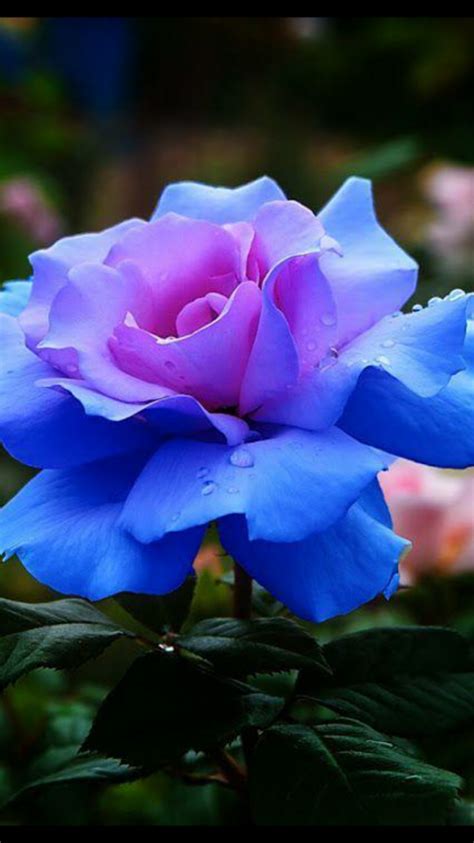 The Garden Of Blue Roses Gardenzf