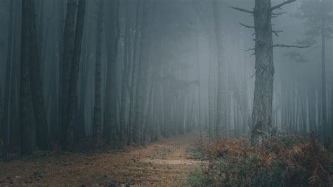 Wallpaper Forest Fog Trees Path Darkness Hd Picture Image