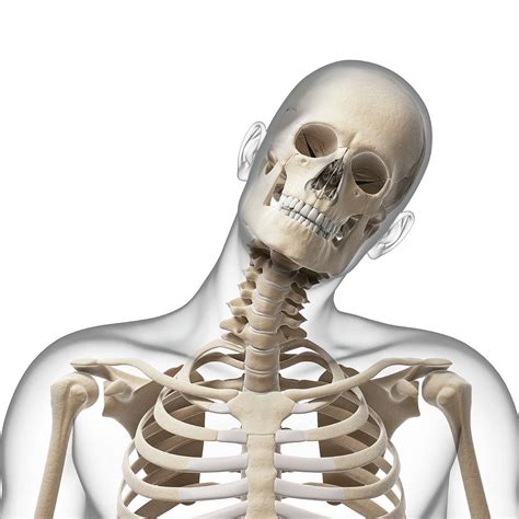 Human Skull And Neck Bones Photograph By Sebastian Kaulitzki Fine Art