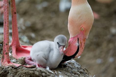 46 Best Ideas For Coloring Baby Flamingo Images