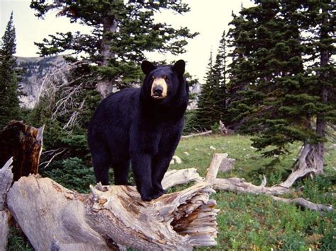 Bear wallpaper black and white. Free Black Bear Wallpapers - Wallpaper Cave