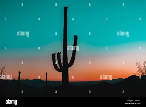 Silhouette Of The Giant Saguaro Cactus At Sunrise Or Sunset In The