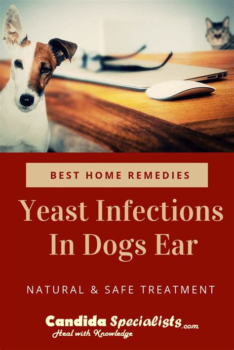 Yeast Infections In Dogs Ear Natural Home Remedies And Products In 2020