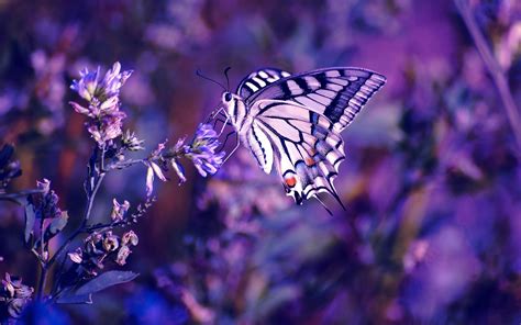 Animal Swallowtail Butterfly Hd Wallpaper