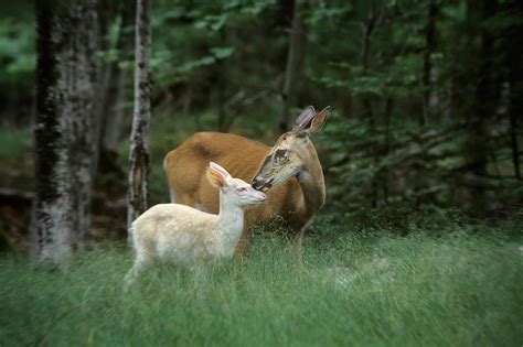 Albino Deer Fawn Photograph By Thomas And Pat Leeson Fine Art America