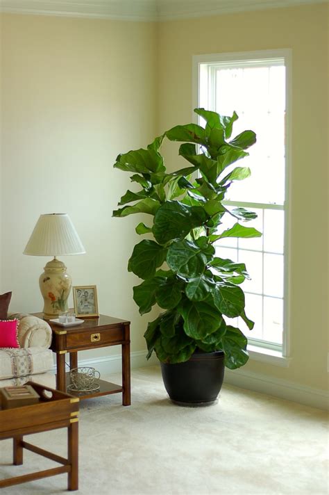 The Popular And Elusive Fiddle Leaf Fig Tree House Plants