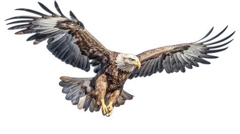 Premium Ai Image Bald Eagle Flying Swoop Hand Draw And Paint Color On