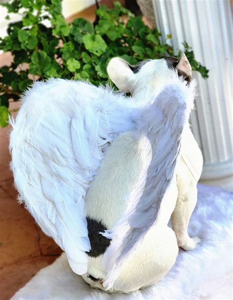 Halloween Angel Wings For Dogs White Color Dog Costume Feather Wings