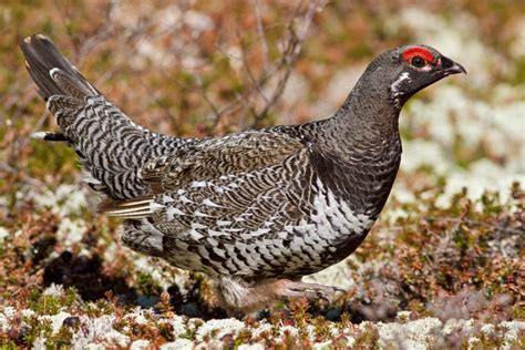 Fun Facts About Amazing Grouse Birds Animal Encyclopedia