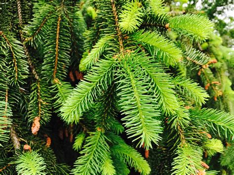 Closeup Conifer Tree · Free Stock Photo