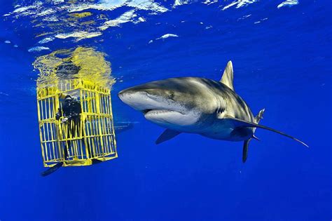 Why Video Of Shark In Diver Cage May Show Positive Trend