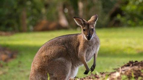 Fakta Unik Kanguru Satwa Khas Australia Yang Jadi Daya Tarik Turis