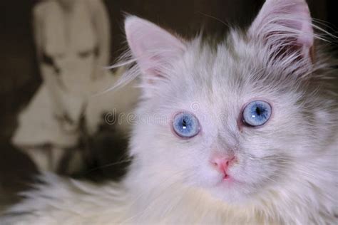 White Turkish Angora With Blue Eyes Color Stock Photo Image Of