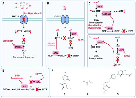 Principles Of Co Targeting Pyrimidine De Novo Synthesis And Salvage