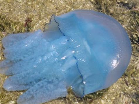 Jellyfish Swarm Through Bribie Island Waters The Courier Mail