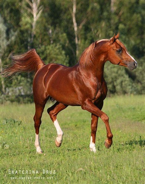 Arabian horse, earliest improved breed of horse, valued for its speed, stamina, beauty, intelligence, and gentleness. exam 1 - Animal Science 110 with Shannonphillips at North ...