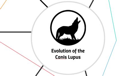 Evolution Of The Canis Lupus By Katrina H On Prezi