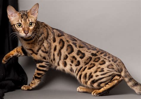 A Beautiful Young Bengal Cat Poses Wallpapers And Images Wallpapers