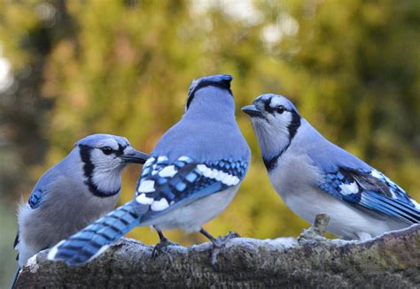 Three Blue Jays Gossipping Baldwin Ny December 19 2012 Flickr