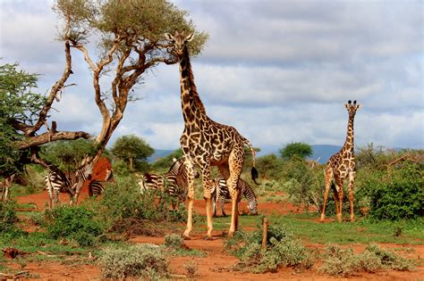 Giraffes On Safari Royalty Free Stock Photo