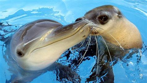 Miri The Seal And Jet The Dolphin Are The Best Of Friends At The Coffs