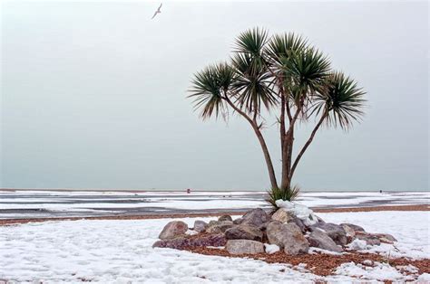 Palm Trees In The Snow Palm Trees Beautiful Tree Palm