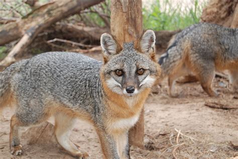 Gray Fox — Wildlife Science Center Grey Fox Pet Fox Fox