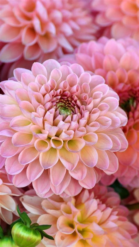 Wallpaper Many Pink Dahlias Flowers Petals 2880x1800 Hd Picture Image