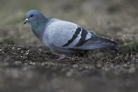 Rock Dove - BirdWatch Ireland