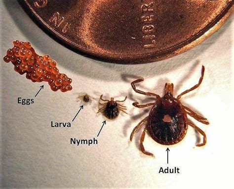 Larval Ticks These Are Heydays For Blood Sucking Babies Of The Lone