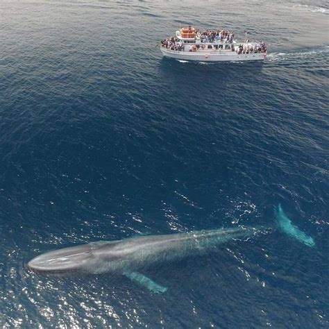 The Blue Whale Is The Largest Animal Ever To Have Lived On Earth Even