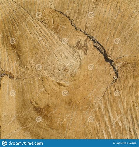 Cracked Pine Tree Trunk In Cross Section Stock Image Image Of Shape