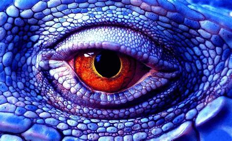 Reptile Eye Dragon Perhaps Les Reptiles Reptiles And Amphibians Beautiful Eyes