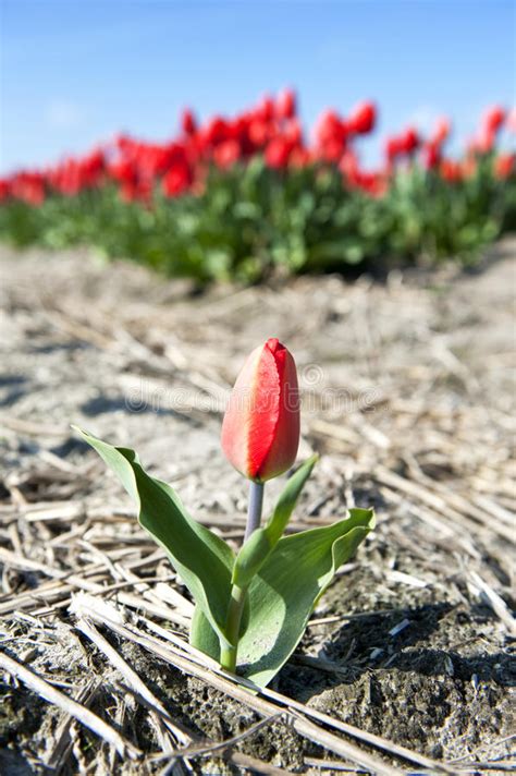 Single Tulip Stock Image Image Of Spring Petals Small 13956285