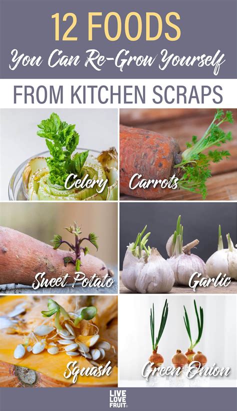 12 Foods You Can Re Grow Yourself From Kitchen Scraps Regrow