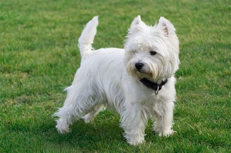 West Highland White Terrier Westie Zooplus Hundemagazin
