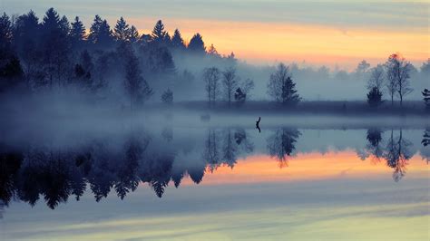 Fog Covered Forest And Body Of Water Forest Mist Nature Landscape