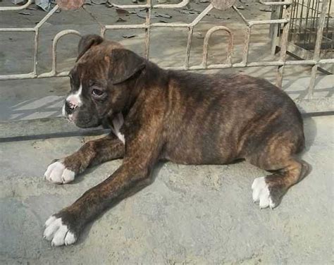 Boxer Pups Available Brindle And Fawn Color Full Marking Heavy For Sale