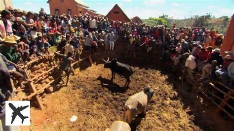 ️the Savika Bullfighting The Malagasy Way