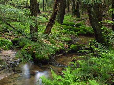 Free Picture Wood Nature Water Forest Landscape Moss