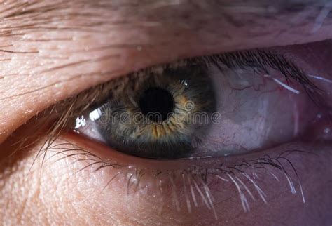 Beautiful Close Up Human Eye Macro Photography Stock Photo Image Of