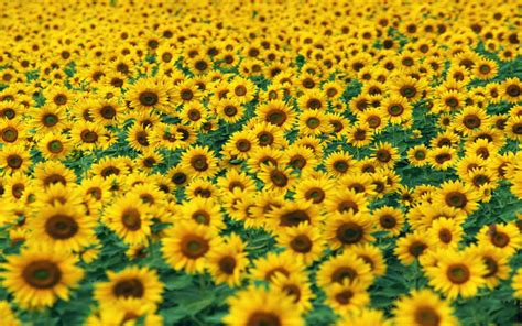 Free Sunflower Field Pictures Wallpaper 1920x1200 23099