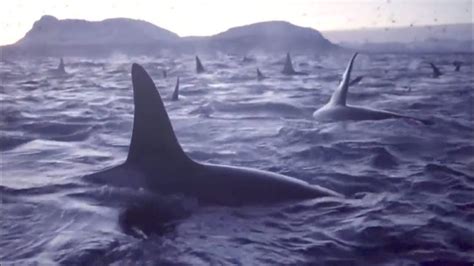 Largest Orca Pod Ever Caught On Camera Off The Coast Of Norway