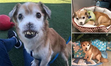 Sniffles The Rescue Dog Has Crooked Teeth And Lost Is Nose In A Fight